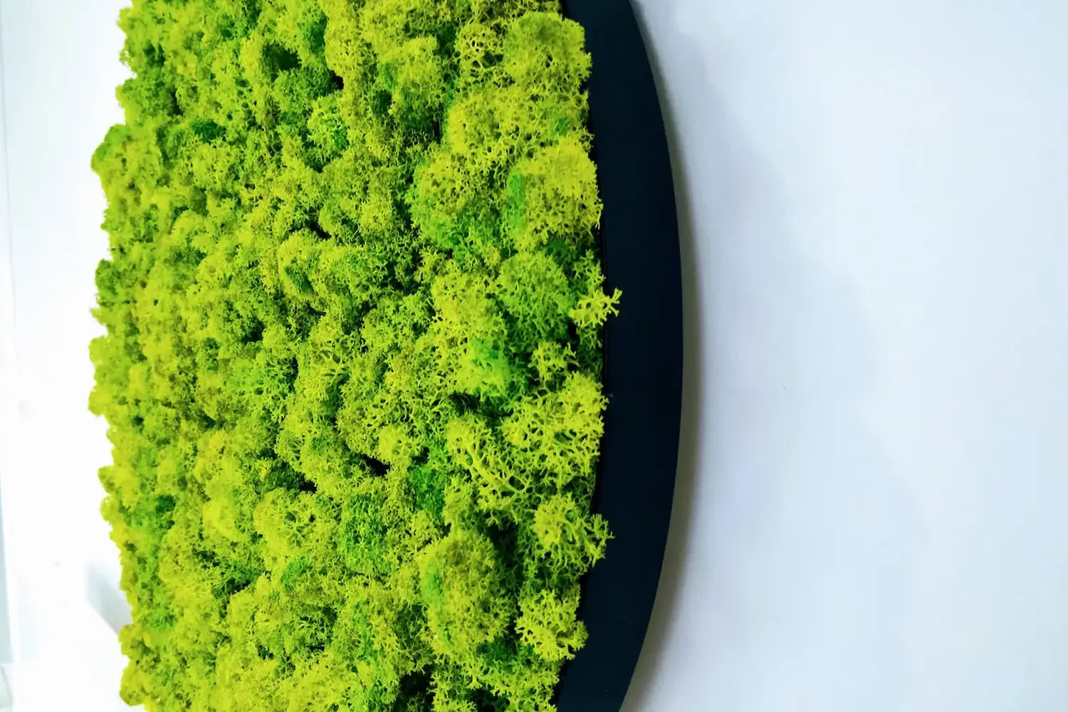 Eco friendly moss wall panels moss wall decor on white background